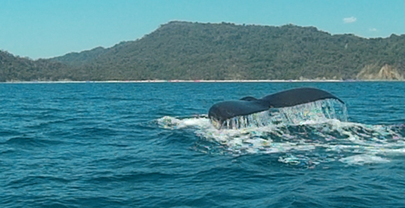 Humpback Whale!